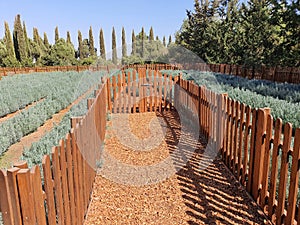 Lavender plantation in an area of eastern Cyprus