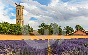 Lavender plantation on the farm