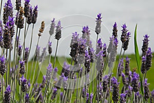 Lavender plantation on a field