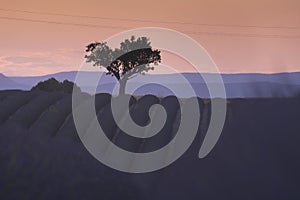 Lavender plantation field during sunset at Provence