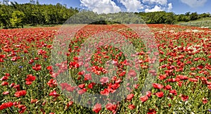 Lavender plantation at Lake Balaton