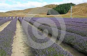 Lavender plantation