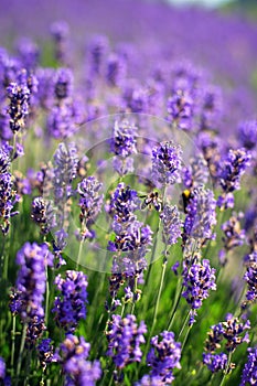 Lavender plantation