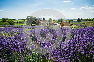 Lavender plantation, Pannonhalma, Hungary