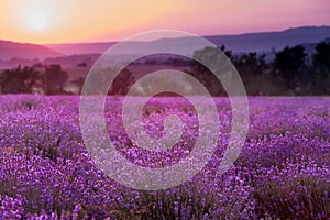 Lavender plantation at sunset.