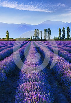 Lavender plantation at sunset in summer