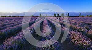 Lavender plantation at sunset in summer