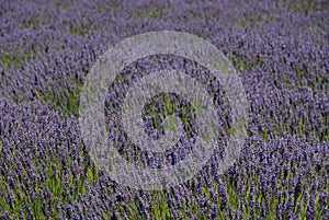 Lavender plantation in Washington state