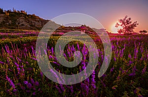 Lavender planted at foot of Tianshan mountain China