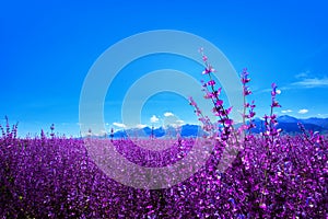 Lavanda piantato sul gamba da montagna 