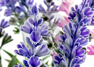 Lavender plants