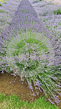 Lavender plants in field