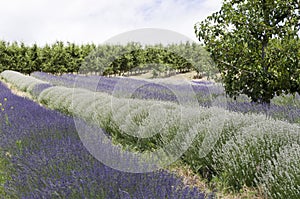 Lavender plants and fruit trees