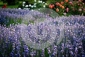 Lavender plants in garden or a park