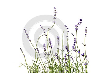 Lavender plants isolated on white background