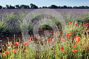 Lavender and poppies