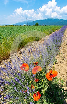 Lavender and poppy in Bulgaria