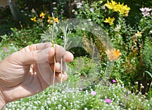 Lavender propagation. Taking lavender cuttings in summer is a good way to start as they root easily.