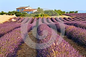 Lavender in Provence