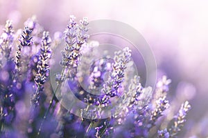 Lavender in Provence, France