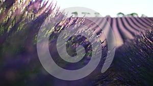 Lavender in Provence, France