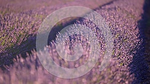 Lavender in Provence, France