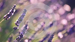 Lavender in Provence, France