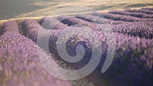 Lavender in Provence, France