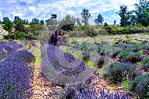 Lavender of Provence,  harvesting of purple lavender aromatic plants on summer fields in Van de Sault, Vaucluse, France