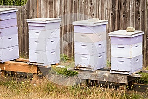 Lavender Purple Beehive Apiary at Lavender Farm