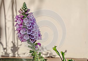 Lavender Purple Flower in front of a wall