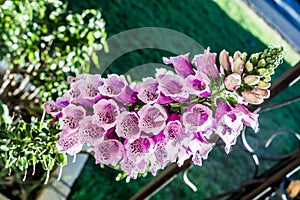 Lavender Purple Flower in New Mexicothat Stands alone