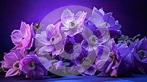 lavender purple flowers isolated