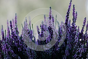 Lavender purple plant