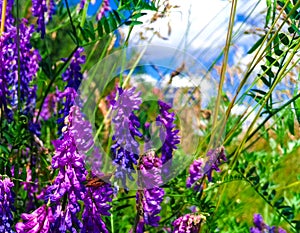 Lavender purple wild plants on green grass. Nature wildflowers outdoors meadow background. Blooming flowers meadow flora blue sky.