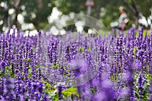 Lavender In The Rain