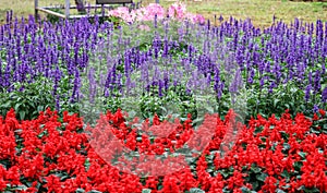 Lavender and red salvia flowers field in the garden. Selective focus