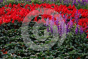 Lavender and red salvia flowers field in the garden. Selective focus