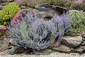 Lavender on the rock garden