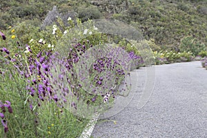 Lavender,Rockrose and Slow Way in Las Hurdes photo