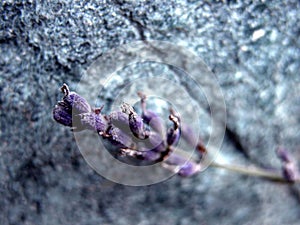 Lavanda sul rocce 