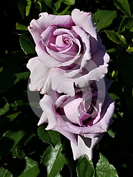 Lavender Rose Duet