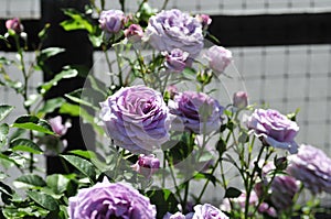 Barona Rose Garden Series - Violet's Pride - Fragrant Lavender Purple Rosa Centifolia