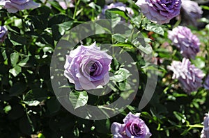 Barona Rose Garden Series - Violet's Pride - Fragrant Lavender Purple Rosa Centifolia