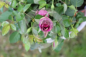 The lavender rose