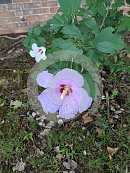 Lavender Rose of Sharon Hibiscus Flowering Shrub