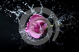 Lavender rose splash