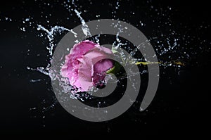 Lavender rose splash