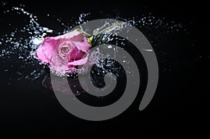 Lavender rose splash