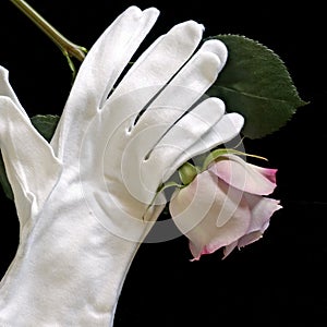 Lavender rose white gloves sq